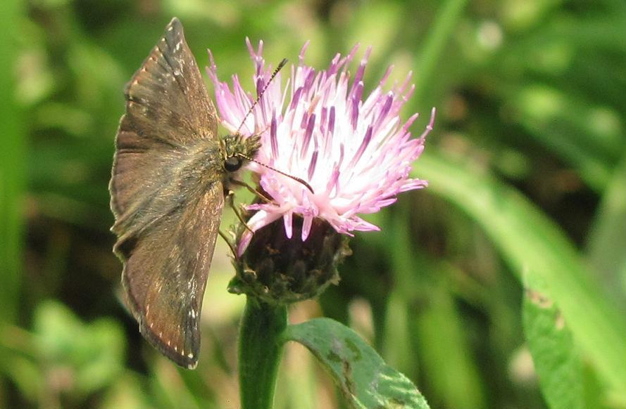 Hesperiidae? da ID